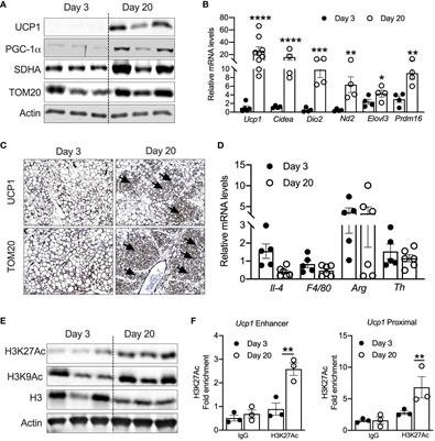 Epigenetically active chromatin in neonatal iWAT reveals GABPα as a potential regulator of beige adipogenesis